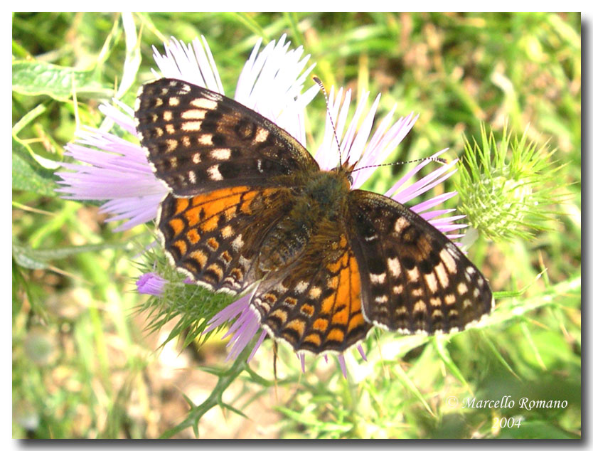 Melitaea aetherie